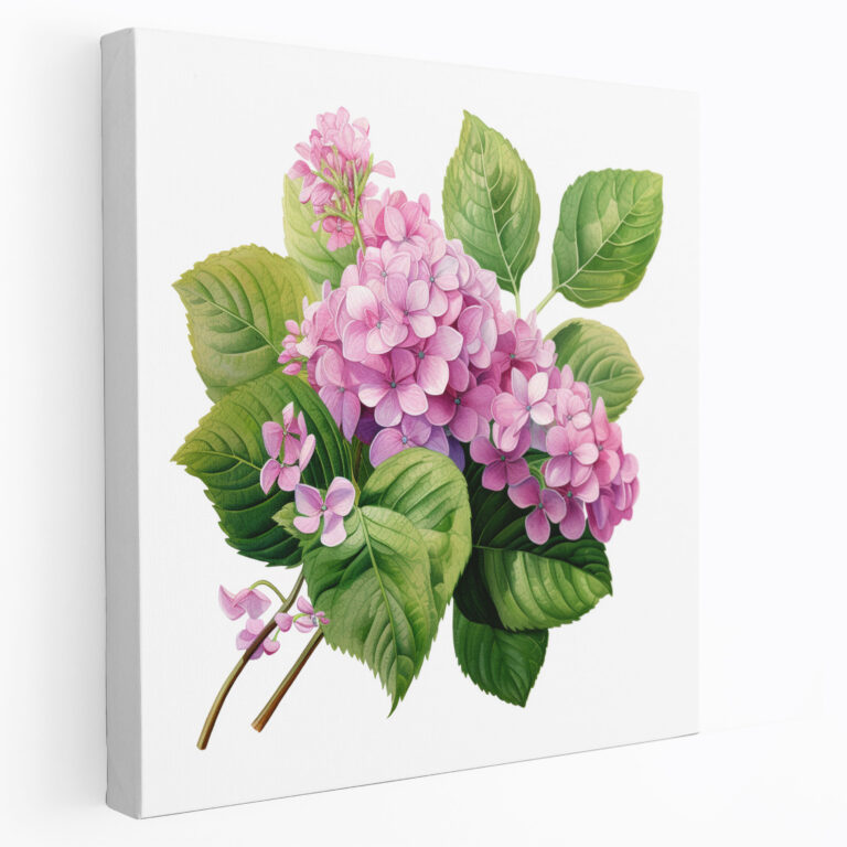 Leinwandbild Hortensie - Hortensie Rosa und Lila Blumen Botanische Illustration