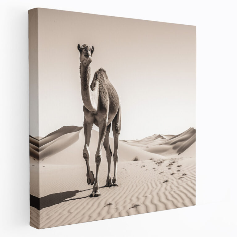 Desert Wall Art - Graceful Camel In Black And White Canvas Print - Desert, Graceful Camel, Black And White Photograph, Elegance