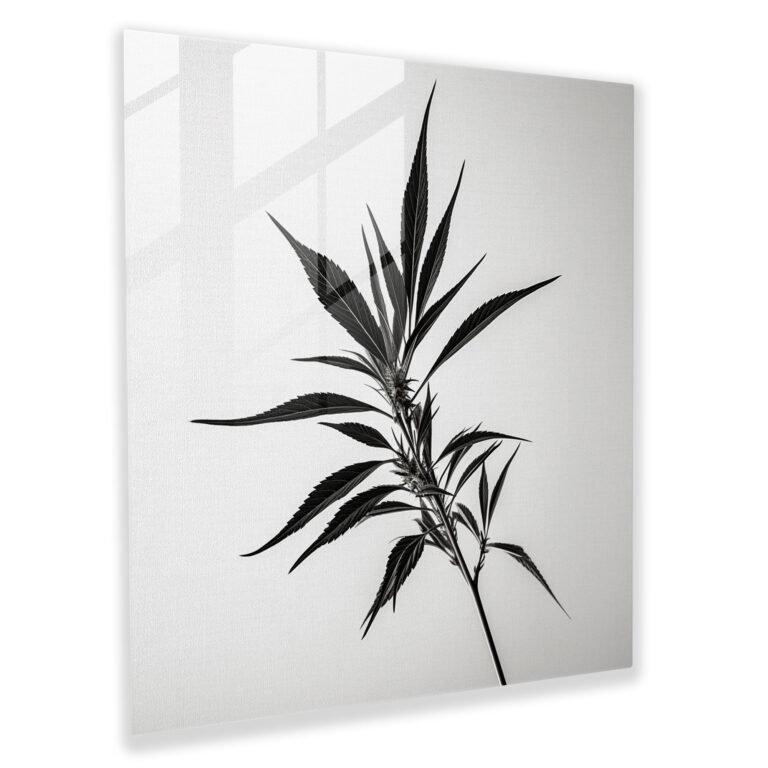 Monochrome Cannabis Glass Print - Weed, Black And White Photograph, Glass Wall Art, Glass Print