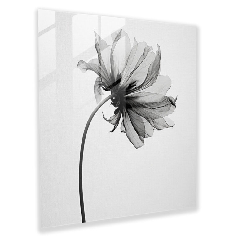 Dry Flower Glass Print - Minimalistic Monochrome Blossom - Dry Flower, Strong Contrasts, Monochrome Photograph, Modern Art