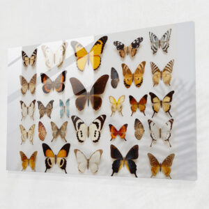 Dried Butterflies Glass Print - Dried Butterflies, Glass Print, Glass Wall Art, Dried Butterflies Photorealistic Collection