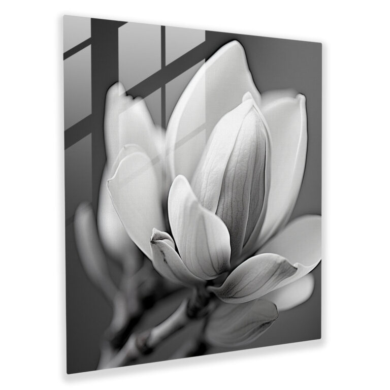 Monochrome Magnolia Glass Print - Magnolia, Monochrome, Glass Wall Art, Magnolia