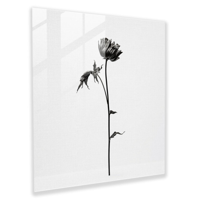 Rejection Reflection: Wilted Flower Glass Print - Rejection, Home Decoration, Minimalist Illustration, Wilted Flower