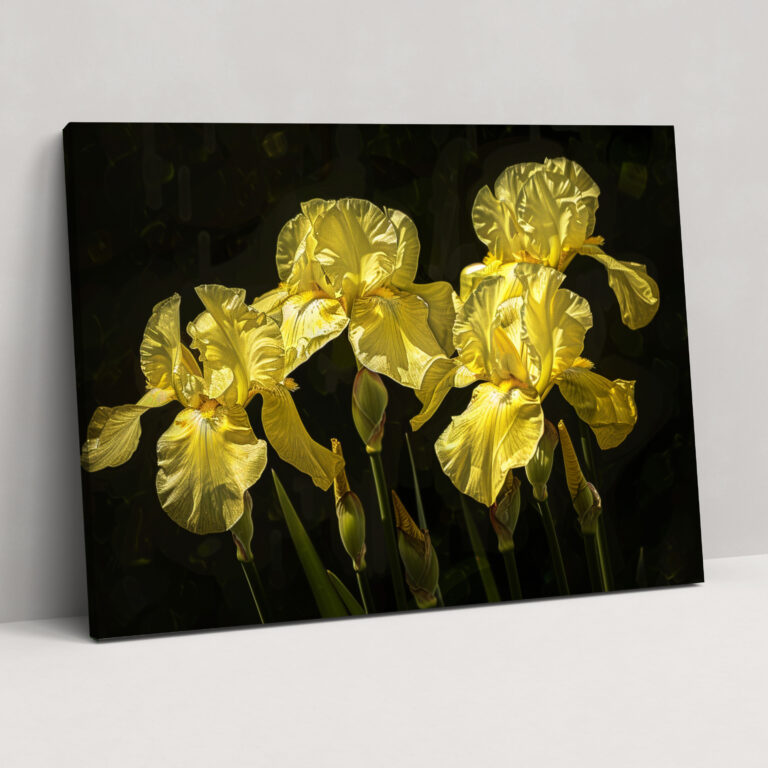 Irises Canvas Print - Vincent Van Gogh, Vincent Van Gogh, Wall Art, Canvas Print